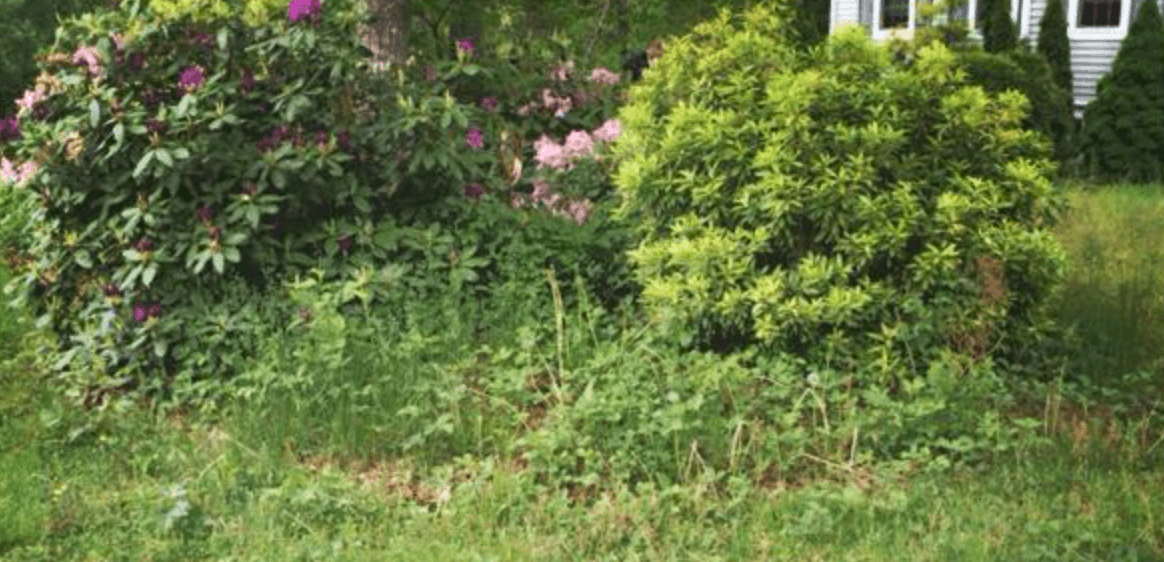 Before shot of Mulch Installation